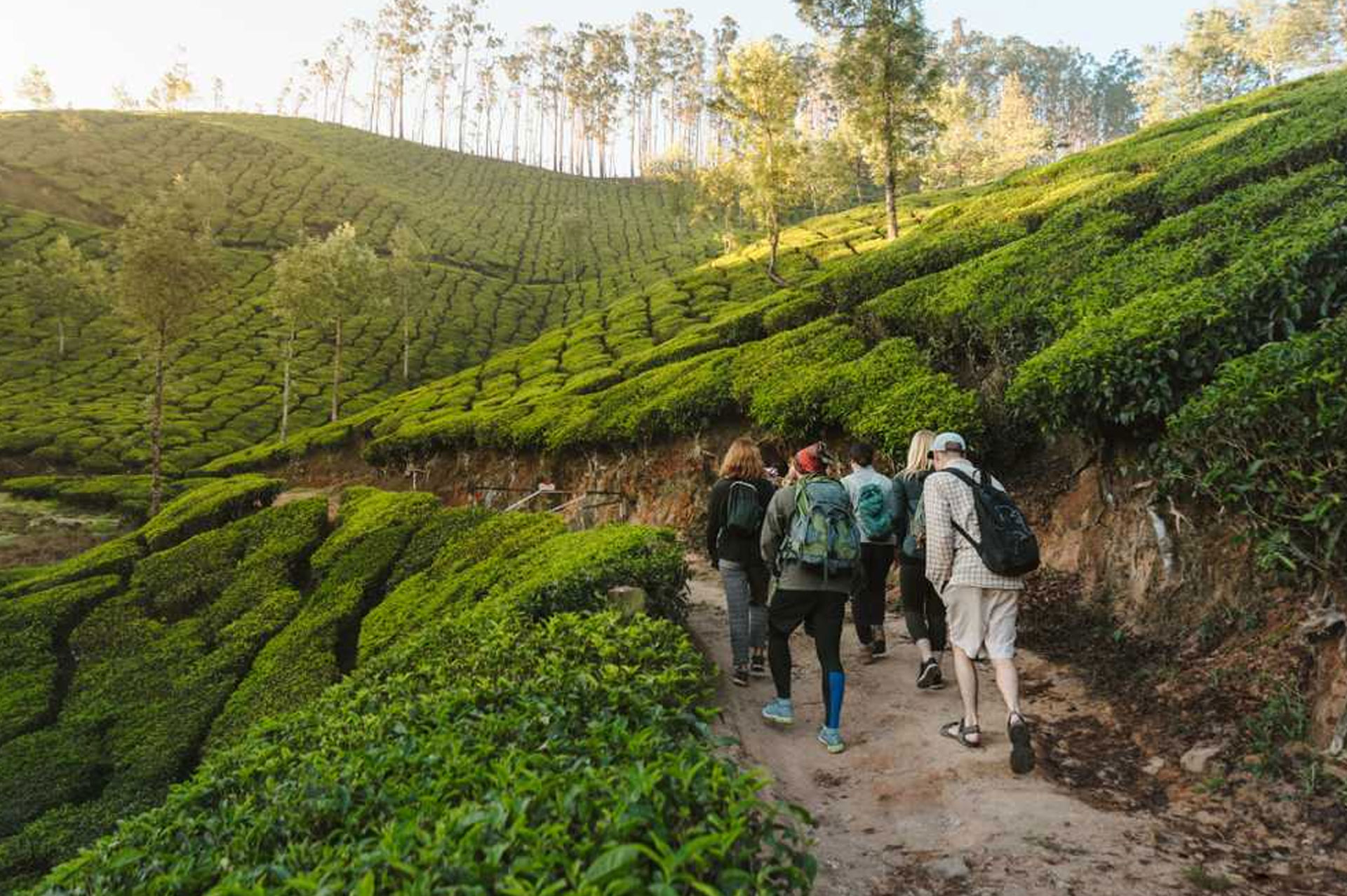 Plantation Trekking in Munnar